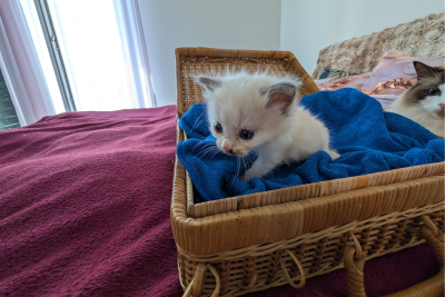 Mountaindoll Ragdollzucht