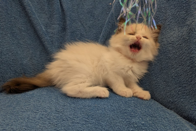 Mountaindoll Ragdollzucht