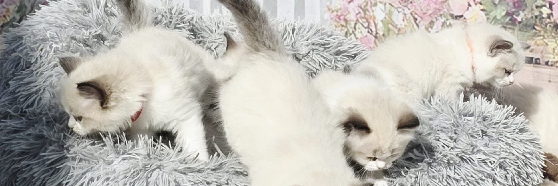 Mountaindoll Ragdollzucht