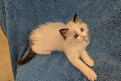 Mountaindoll Ragdollzucht