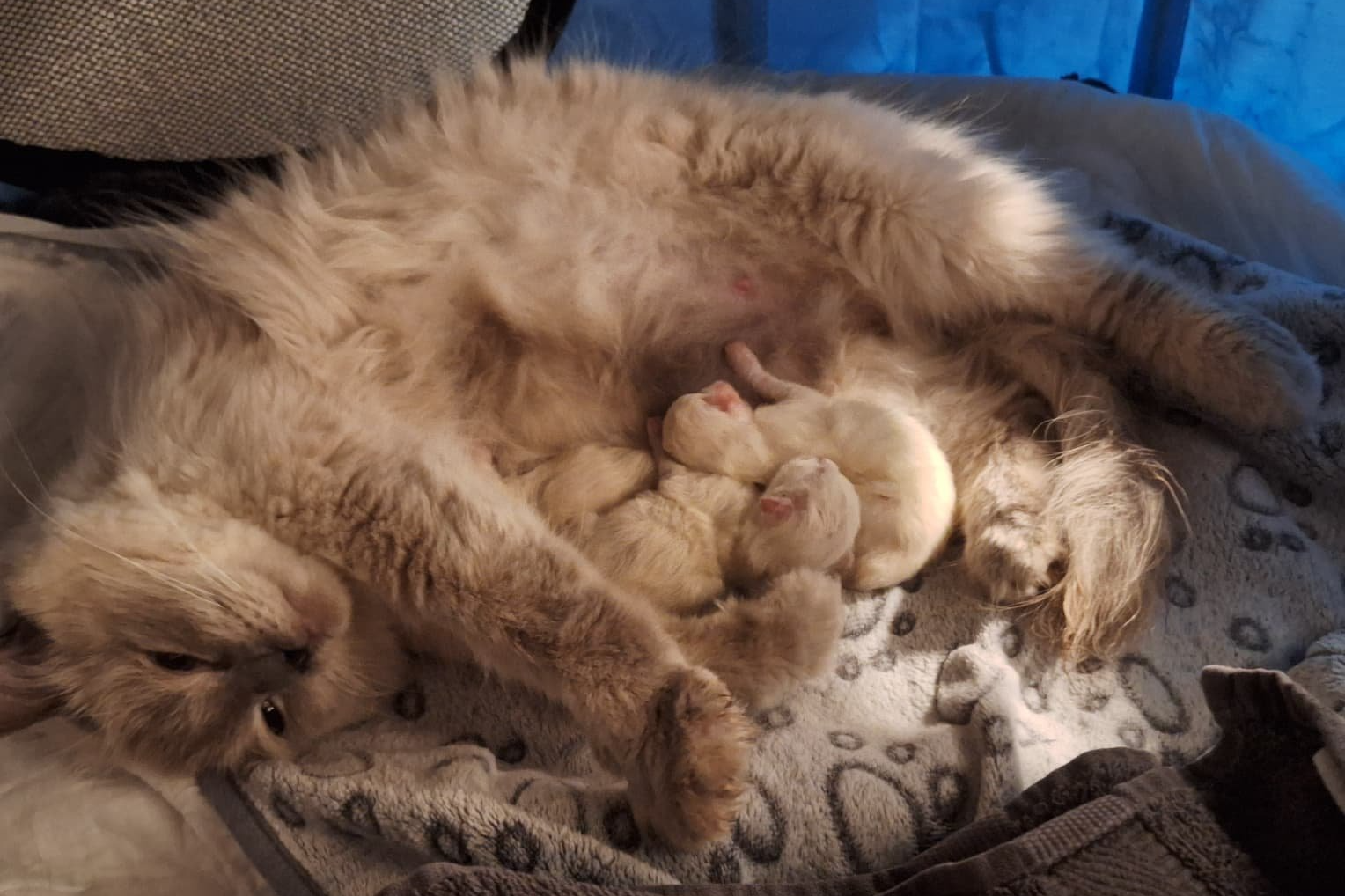 Dolce Vita Dolly mit Kitten