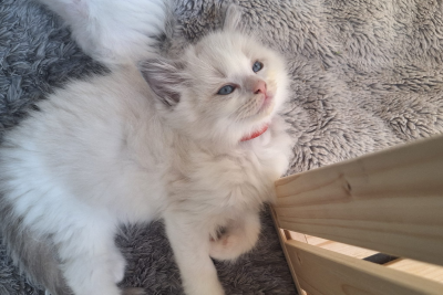 Mountaindoll Ragdollzucht