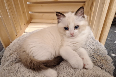 Mountaindoll Ragdollzucht