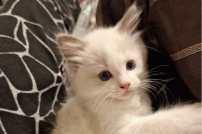 Mountaindoll Ragdollzucht