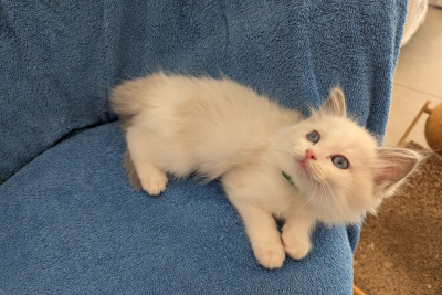 Mountaindoll Ragdollzucht