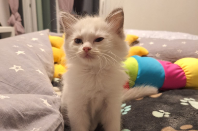 Mountaindoll Ragdollzucht