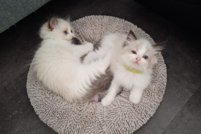 Mountaindoll Ragdollzucht