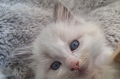 Mountaindoll Ragdollzucht