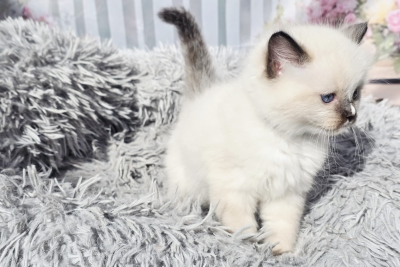 Mountaindoll Ragdollzucht