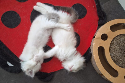 Mountaindoll Ragdollzucht