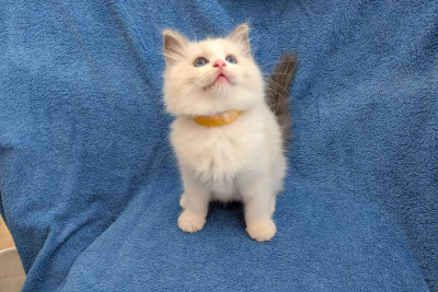 Mountaindoll Ragdollzucht