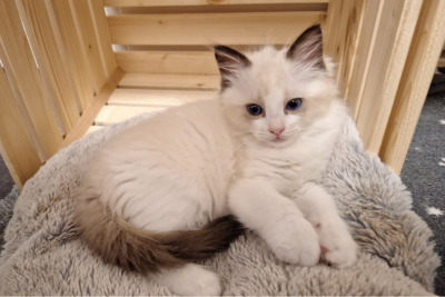 Mountaindoll Ragdollzucht