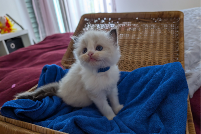 Mountaindoll Ragdollzucht