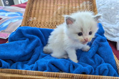 Mountaindoll Ragdollzucht