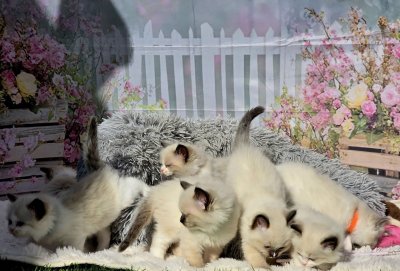 Mountaindoll Ragdollzucht