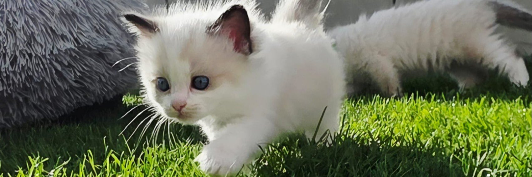 Mountaindoll Ragdollzucht