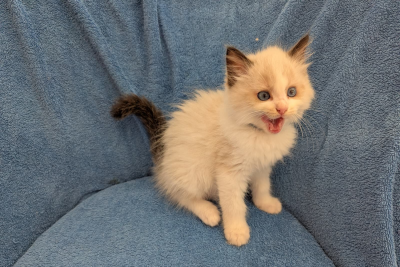 Mountaindoll Ragdollzucht