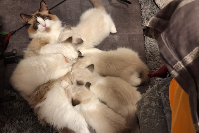 Mountaindoll Ragdollzucht