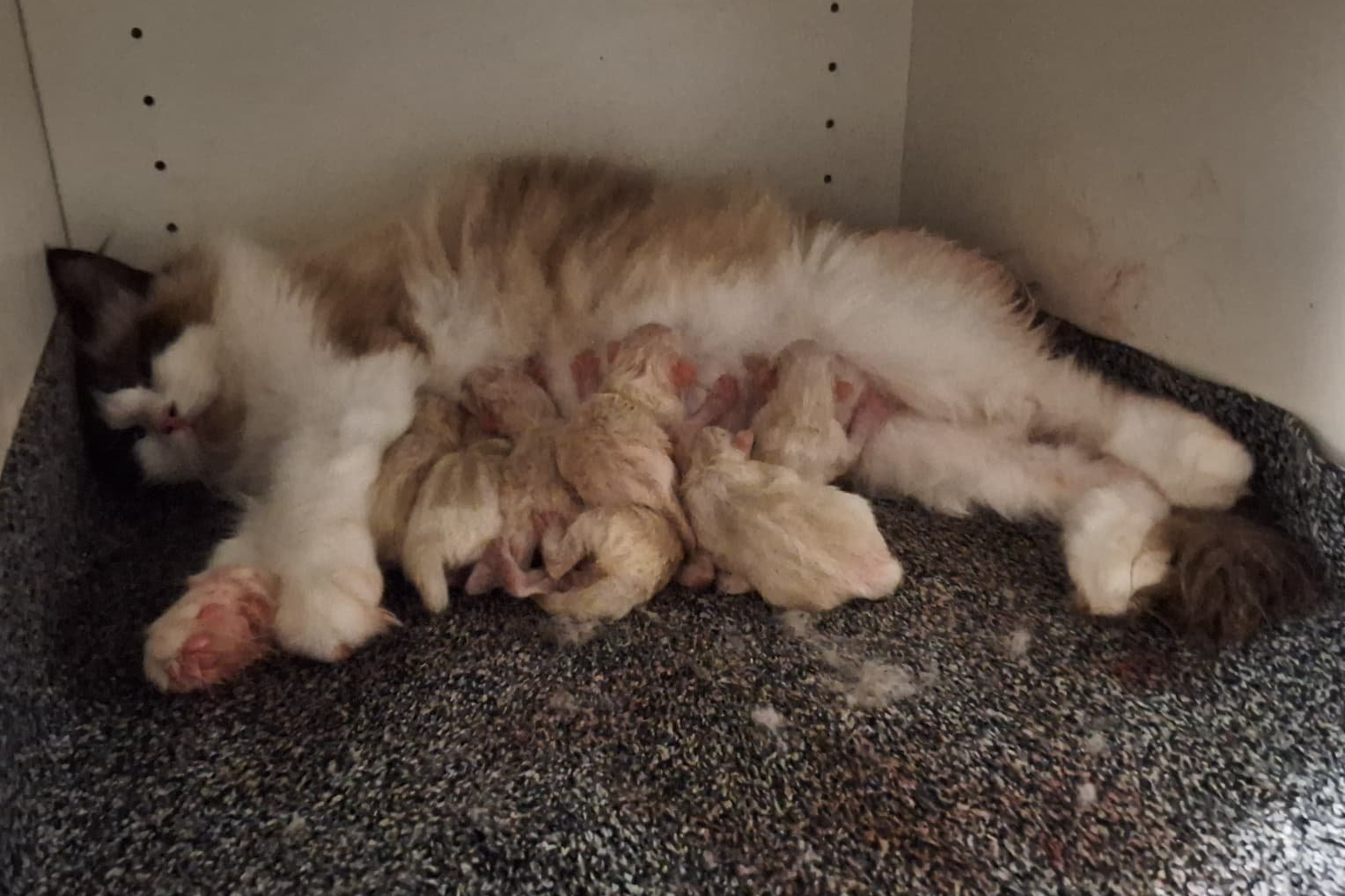 Minttou mit Kitten