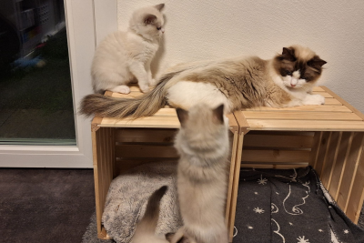 Mountaindoll Ragdollzucht