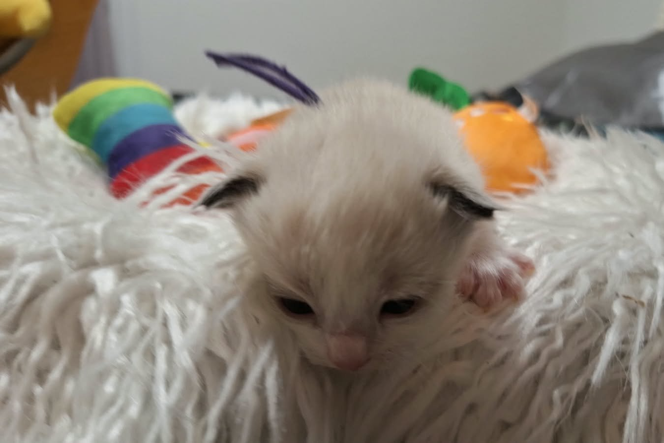 Cosmo (m)
