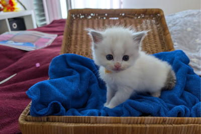 Mountaindoll Ragdollzucht