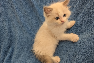 Mountaindoll Ragdollzucht