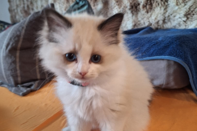 Mountaindoll Ragdollzucht