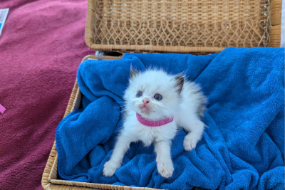 Mountaindoll Ragdollzucht