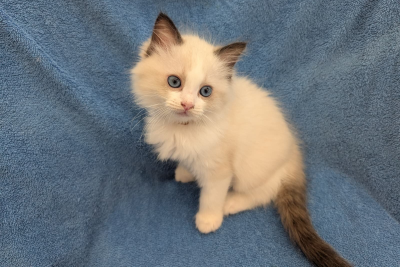 Mountaindoll Ragdollzucht