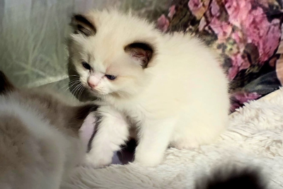 Mountaindoll Ragdollzucht