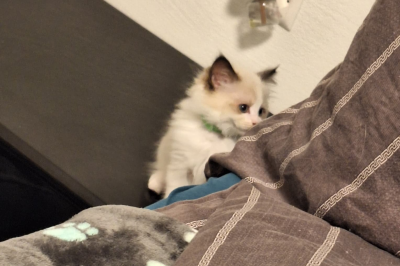 Mountaindoll Ragdollzucht