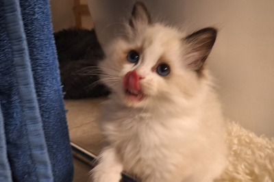 Mountaindoll Ragdollzucht