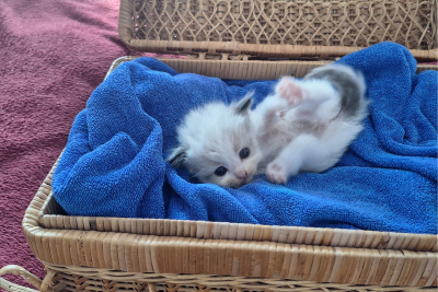 Mountaindoll Ragdollzucht