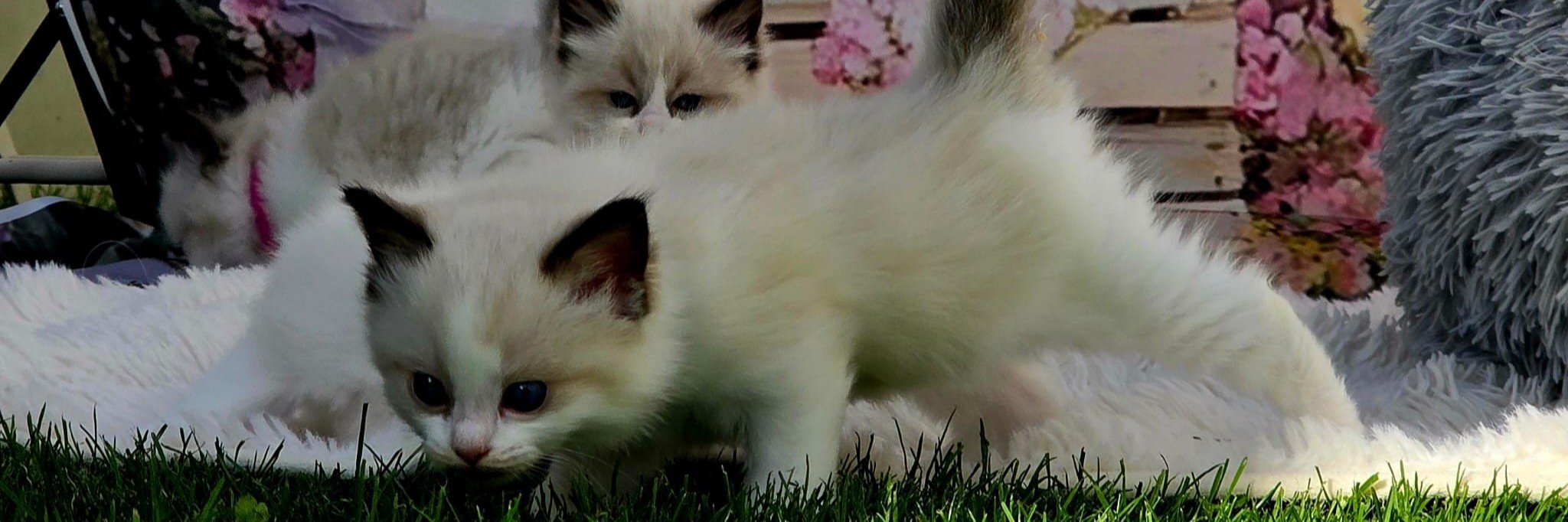 Mountaindoll Ragdollzucht
